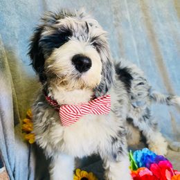 Hank Williams-f1b standard bernedoodle - Blue merle Bernedoodle puppy in Branson West, Missouri from Ozark Acres LLC