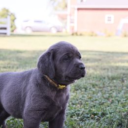 Dilute Retriever, Golden Retriever, and Labrador Retriever Puppies from Grimm Girls Farm