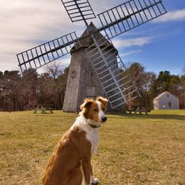 English Shepherd All Grown Up from Quixotic Shepherds