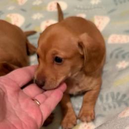 Annie - Red female Dachshund puppy in Edinburg, Virginia from Hunter Lane Dachshunds
