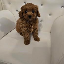 Love Bear - Red male Cavapoo puppy in Washington from Mt.BakerPoodles&Doodles