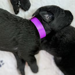 German Shepherd Puppies from Vom Broward Haus