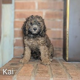 Kai - Brown male Cockapoo puppy in Sunset, Louisiana from Cano Cockapoos