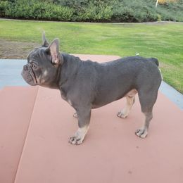 French Bulldog Puppies from Quality Control Frenchies