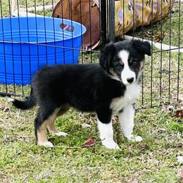 Gold - Tri-color male Border Collie puppy in Keller, Texas from Bordercollieblues