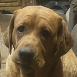 Brandy - Labrador Retriever