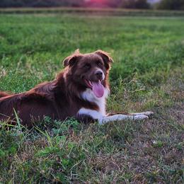 Australian Shepherd All Grown Up from Wexford Creek Aussies