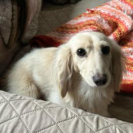 Laurel - Cream female Dachshund puppy in Grand Valley, Pennsylvania from Dachshunds on the Hill