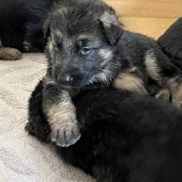 German Shepherd Puppies from Gems German Shepherd Dog Puppies