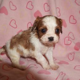 Ginger - Blenheim female Cavalier King Charles Spaniel puppy in Pleasant City, Ohio from cywood's ohio cavaliers