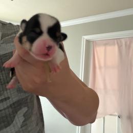 5 - Black and white female American Corgi puppy in Boyd, Texas from Barker's Corgis