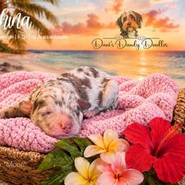 Mahina - Red merle female Aussiedoodle puppy in Roebuck, South Carolina from Dani's Dandy Doodles