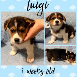 Luigi - Black and tan male Pembroke Welsh Corgi puppy in Dickinson, Texas from Careaga Farms