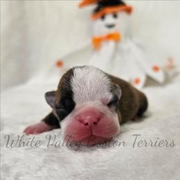 Binx - Brindle and white male Boston Terrier puppy in Mulberry, Arkansas from White Valley Boston Terriers