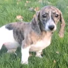 4 Tillie - Brindle female Dachshund puppy in Central Point, Oregon from MRS Long Dog Ranch