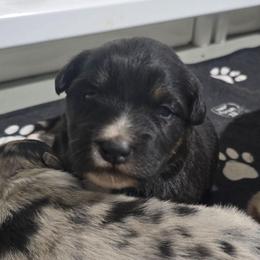 MINNIE Black tri (with tail) - Black tri-color female Australian Shepherd puppy in Rainsville, Alabama from Chaparro Farm