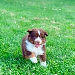 Mo - Red tri-color male Australian Shepherd puppy in Ashland, Ohio from SS Australian Shepherds