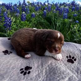 Twix - Red tri-color male Australian Shepherd puppy in Hubbard, Texas from Poston Paddock Aussies LLC