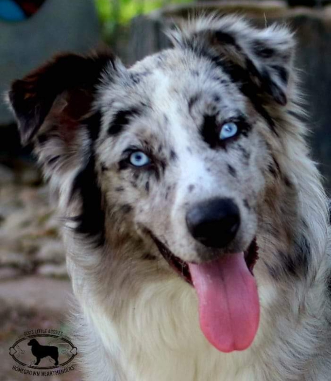 Aussiedoodles, Australian Shepherds, and Miniature Australian Shepherds from God’s Little Aussies