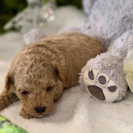Hazel - Apricot female Poodle puppy in Depew, Oklahoma from Poodles Perfected