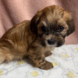 Spice - Fawn sable female Havanese puppy in Maryville, Missouri from Dreamworks Havanese