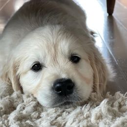 Golden Retriever Puppies from West Coast Cream Goldens