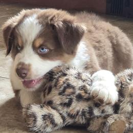Cristiano FIFA - Red tri-color male Australian Shepherd puppy in Solon, Maine from Mountain Range Australian Shepherds