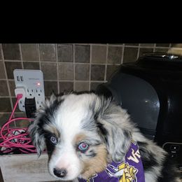 Toy Australian Shepherd Puppies from MN Pomme De Terre Aussies