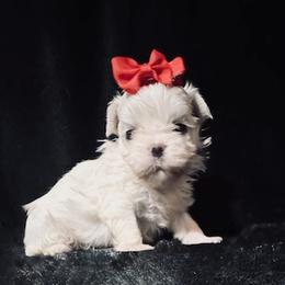 LONNY - White male Maltese puppy in Alexandria, Alabama from Lydia's Maltese and Yorkshire Terriers
