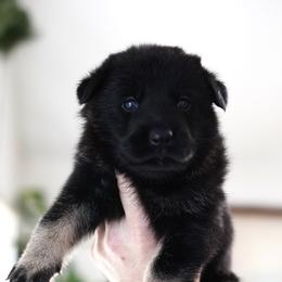 Reign - Bi-color female German Shepherd puppy in Coarsegold, California from Yosemite Shepherds