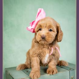 Marion - Red female Cockapoo puppy in Connersville, Indiana from Deaz Doodle Ranch