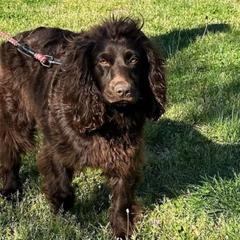Ruby - Boykin Spaniel
