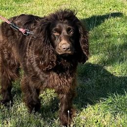 Ruby - Boykin Spaniel