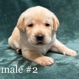 Second born - Yellow female Labrador Retriever puppy in Antwerp, Ohio from Clark’s Loyal Labradors