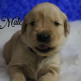 Black collar Boy - Golden male Golden Retriever puppy in Otis Orchards, Washington from Sunlite Golden Retrievers