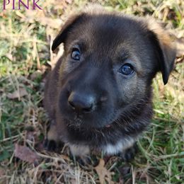 German Shepherd Puppies from Reddington Shepherds