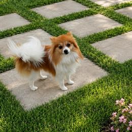 Pixie - Orange parti female Pomeranian puppy in Edinburg, Texas from Divine Valley Poms