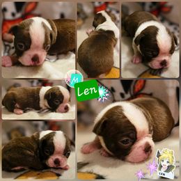 LEN - Seal and white male Boston Terrier puppy in Boston, Massachusetts from Boston Collections