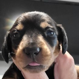 MISS BEA - Black and tan female Dachshund puppy in Paradise, Texas from C and J Minis