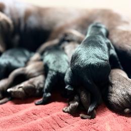 Flint - Black male Labrador Retriever puppy in Sweet Home, Oregon from Knotty Creek Labradors