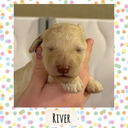 River - White male Poodle puppy in Surprise, Arizona from Oh Doodles Doodlery