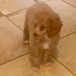 Miniature Australian Shepherd and Poodle All Grown Up from KE of Misty Meadows aka KaRons