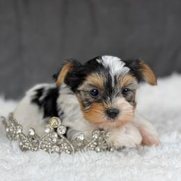 Buttercup - Black tan and white female Biewer Terrier puppy in Liberty, Texas from Tiny Yorkshire pups