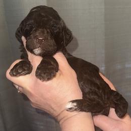 Clover - Phantom female Poodle puppy in Prosperity, Pennsylvania from Stelladoodles & Company