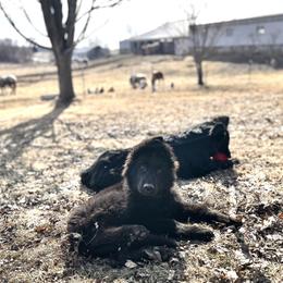 German Shepherd Puppies from Wehrhaus German Shepherds