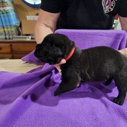 Girl 3 - Black female Cane Corso puppy in Winchester, Virginia from Paladin's Cane Corsos