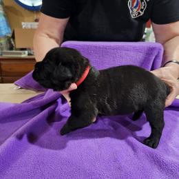 Girl 3 - Black female Cane Corso puppy in Winchester, Virginia from Paladin's Cane Corsos