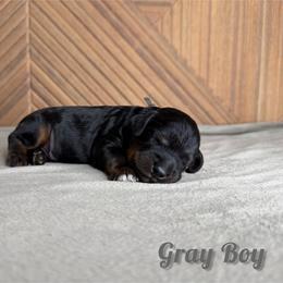 Gray Boy - Phantom male Goldendoodle puppy in Modesto, California from Two Doods Doodles