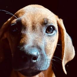 Miranda Lambert - Red wheaten female Rhodesian Ridgeback puppy in Waterloo, Nebraska from Bar B Ridgebacks