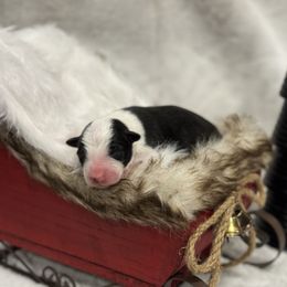 Border Collie Puppies from Apex Border Collies